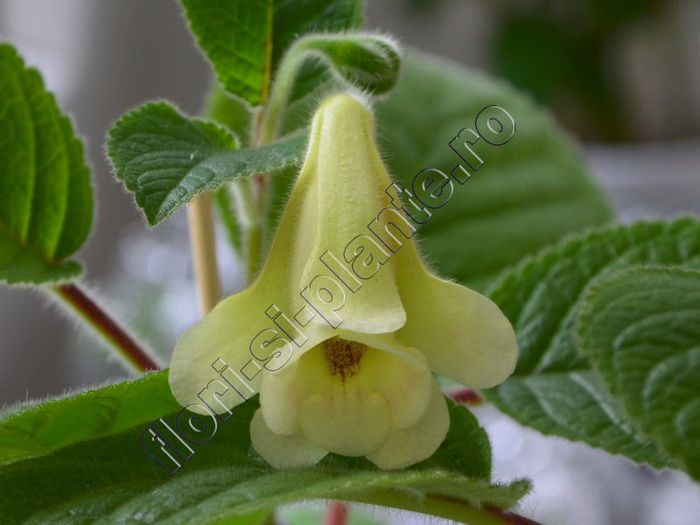 Sinningia An s Nyx - GLOXINIA _ SINNINGIA__NEWS 2013