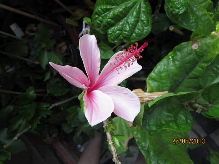 Picture 001 - hibiscus