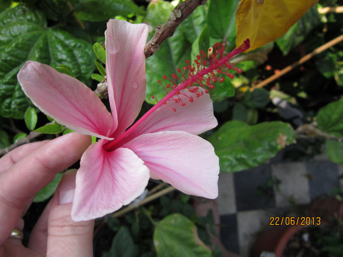 Picture 003 - hibiscus