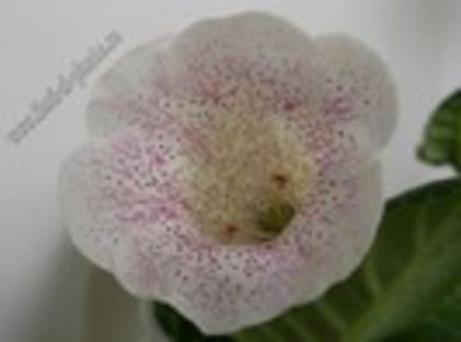 asa trebuia sa arate