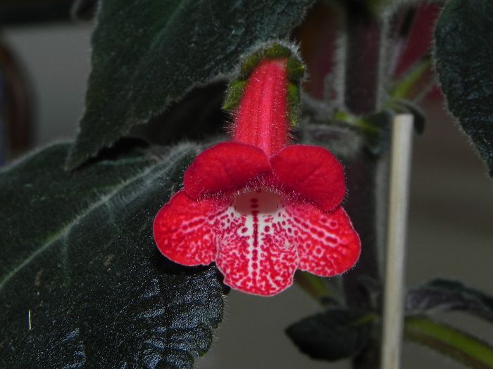  - GESNERIACEAE