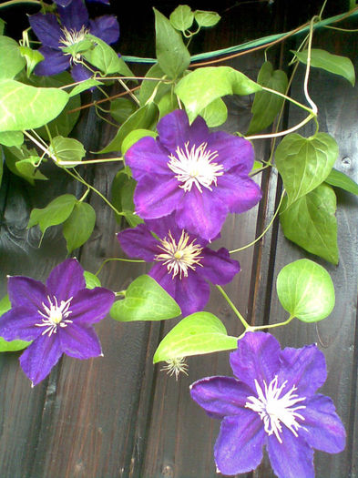 clematita