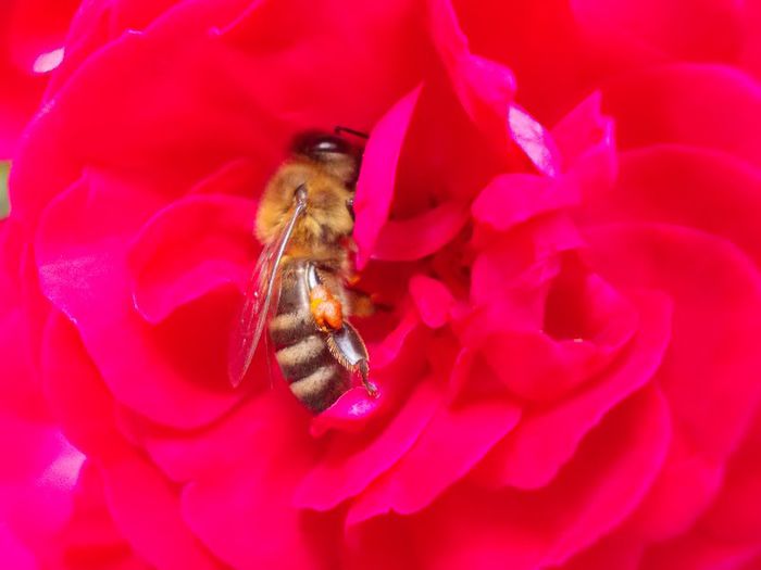 DSCN0486 - alta pasiune