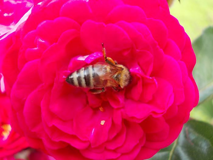 DSCN0483 - alta pasiune