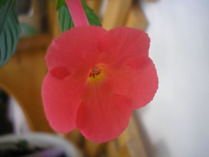 Orange de Light - ACHIMENES 2