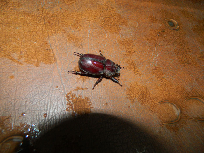 DSCN4149 - INSECTE IN MEDIUL NATURAL