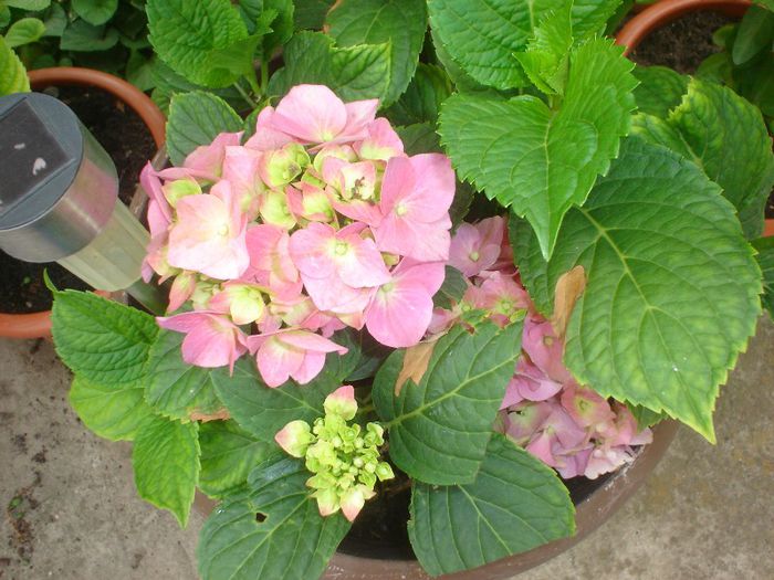 hortensia