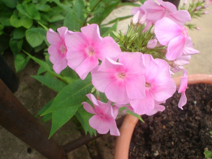 phlox