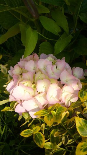 Picture 4044 - hortensia