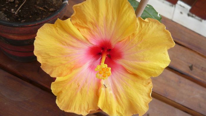 Picture 4087 - x 2013 Hibiscus rosa sinesis