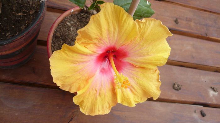 Picture 4088 - x 2013 Hibiscus rosa sinesis