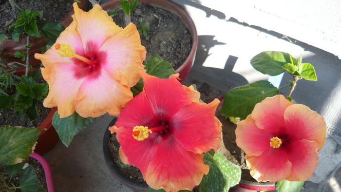Picture 4099 - x 2013 Hibiscus rosa sinesis