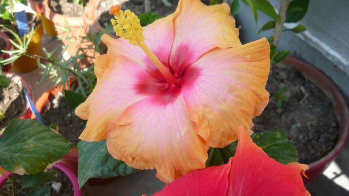 Picture 4101 - x 2013 Hibiscus rosa sinesis