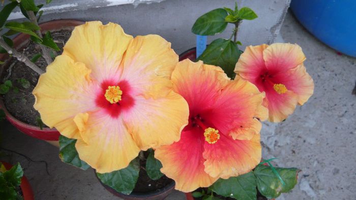 Picture 4127 - x 2013 Hibiscus rosa sinesis