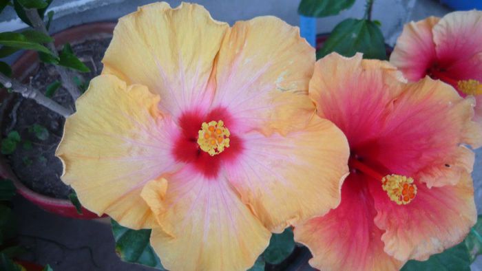Picture 4128 - x 2013 Hibiscus rosa sinesis