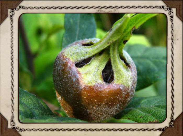 mespilus-fruct verde - Mosmon - Nuspui -Mespilus Germanica