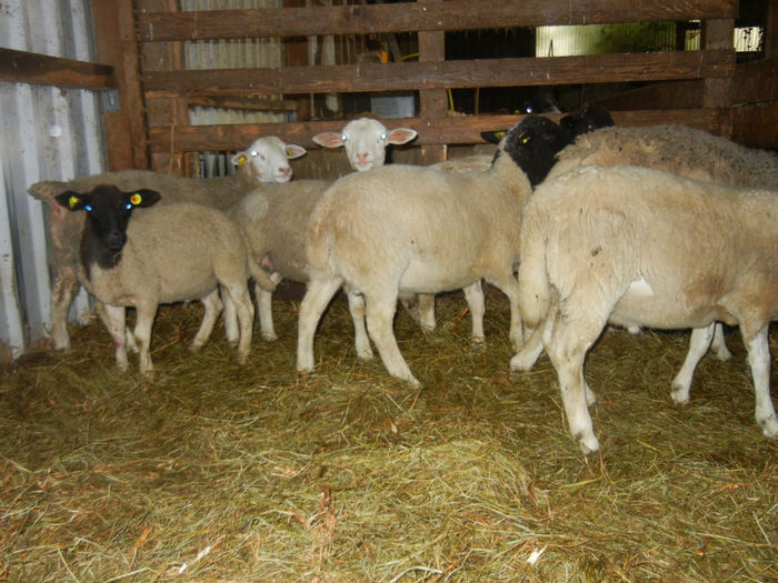 de vanzare berbeci dorper in Germania