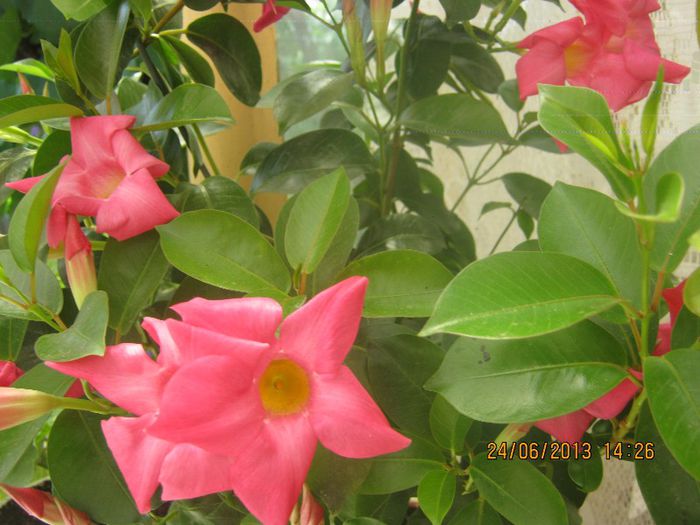 IMG_0232 - FLORILE  ANULUI  2013