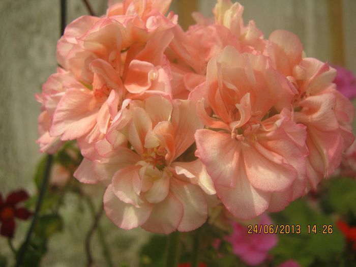 IMG_0233 - FLORILE  ANULUI  2013