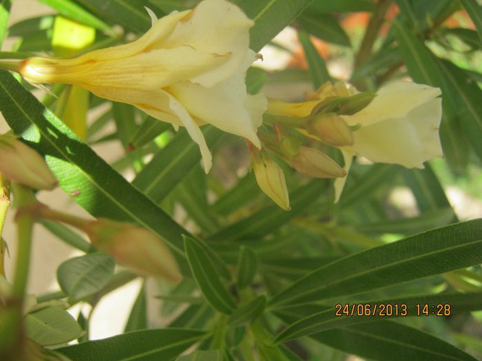 IMG_0243 - FLORILE  ANULUI  2013