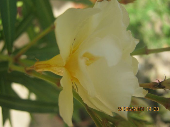 IMG_0244 - FLORILE  ANULUI  2013