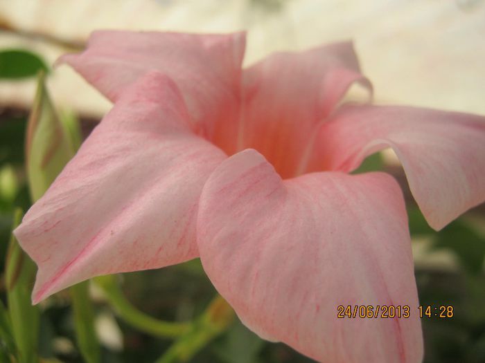 IMG_0245 - FLORILE  ANULUI  2013