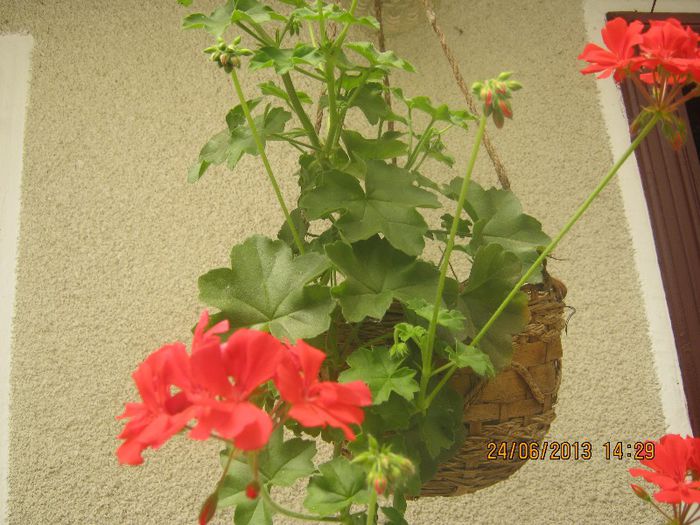 IMG_0248 - FLORILE  ANULUI  2013