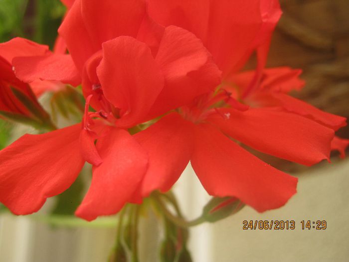 IMG_0249 - FLORILE  ANULUI  2013