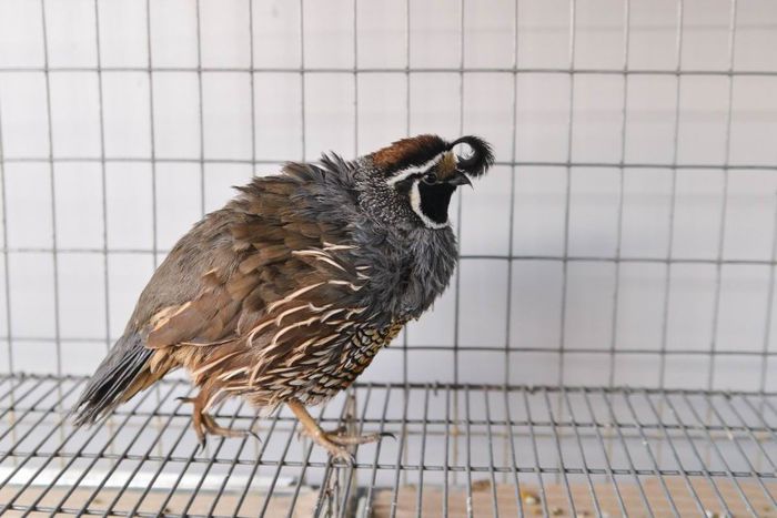 prelita californiana cu mot prepelita ornament prepelite japoneze pui stand expozitie prepelite cluj; prepelita californiana cu mot
