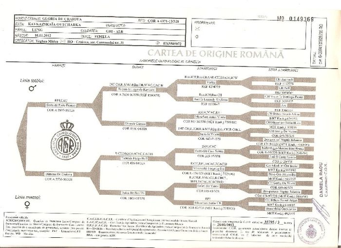 Pedigree Sarah - Gloria de Craiova 001 - Sarah-Gloria de Craiova- ciobanesc caucazian