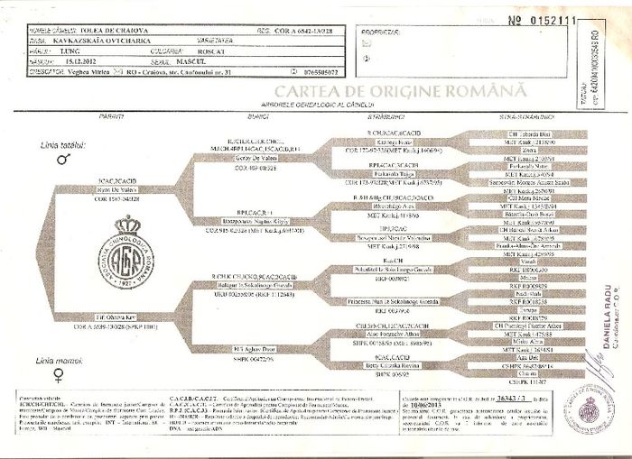 Pedigree Iron - Tolea de Craiova 001 - Iron- Tolea de Craiova - ciobanesc caucazian