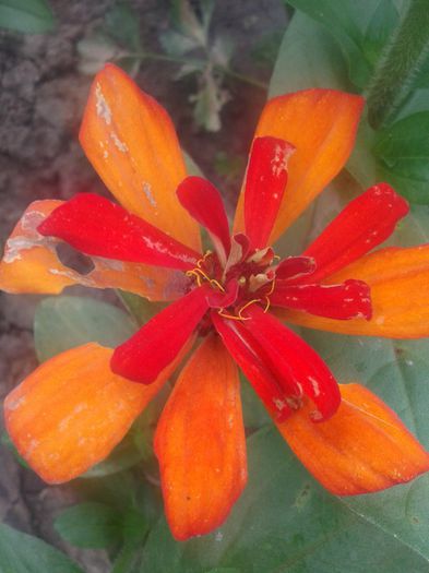 2013-06-25 18.25.50 - Diverse flori