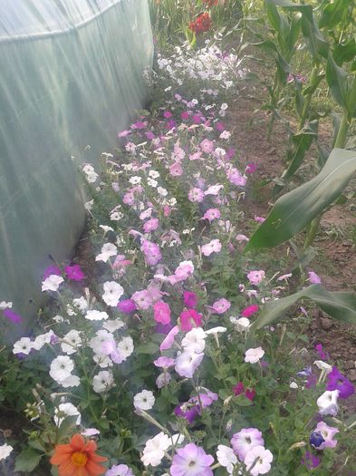 2013-06-25 18.33.21 - Diverse flori