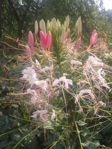 2013-06-25 18.38.41 - Diverse flori