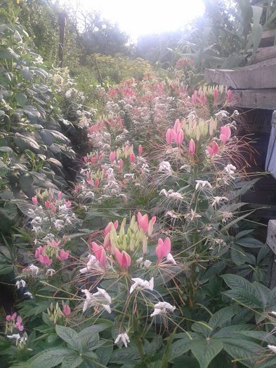 2013-06-25 18.39.25 - Diverse flori