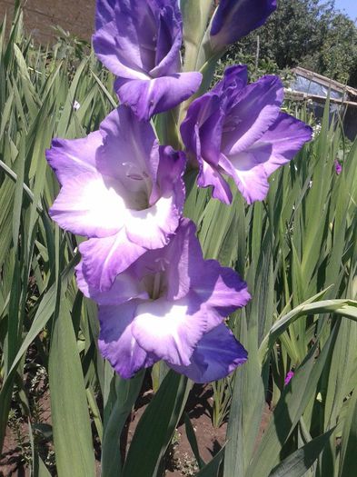 2013-06-22 12.07.42 - Gladiole de vanzare OFERTA 2015