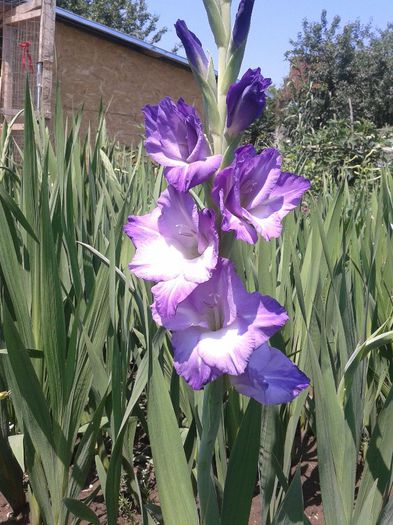 2013-06-22 12.08.07 - Gladiole de vanzare OFERTA 2015