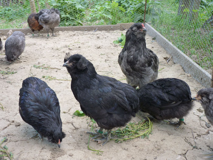 P1210420 - araucana 2013