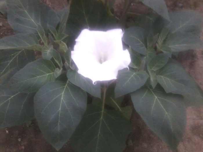 Fotografie3419 - brugmansii si daturi 2013