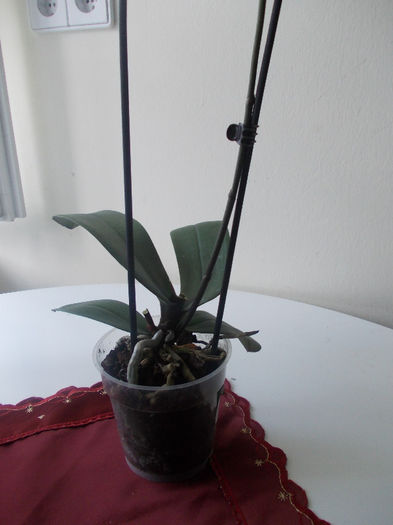 DSCN1290 - orhidee