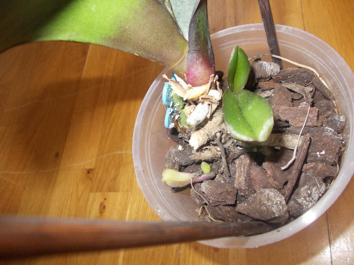 orhidee cascada; si cei 2 pui
