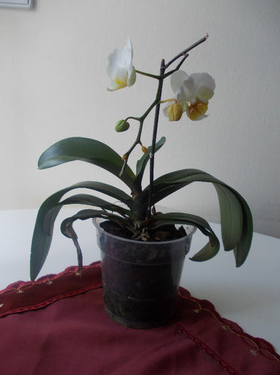DSCN1270 - orhidee