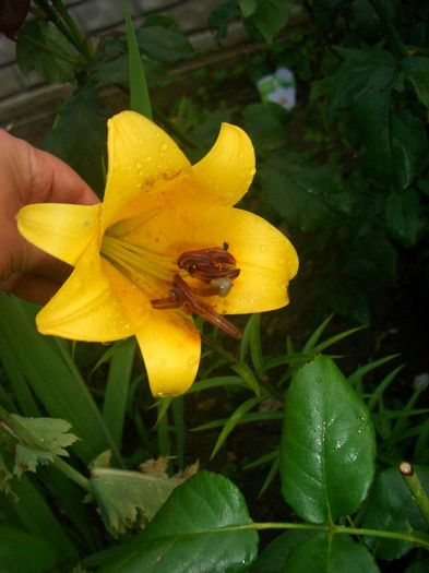 Lilium Golden Splendour