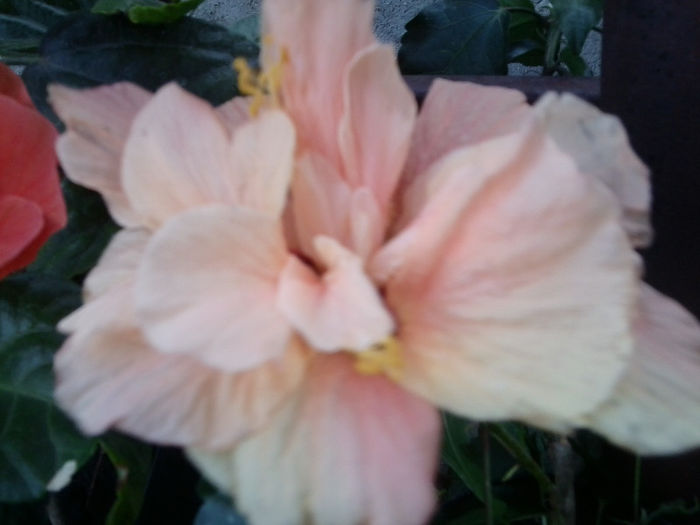 Fotografie3390 - hibiscusi 2013-1