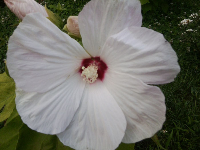 Fotografie3393 - hibiscusi 2013-1