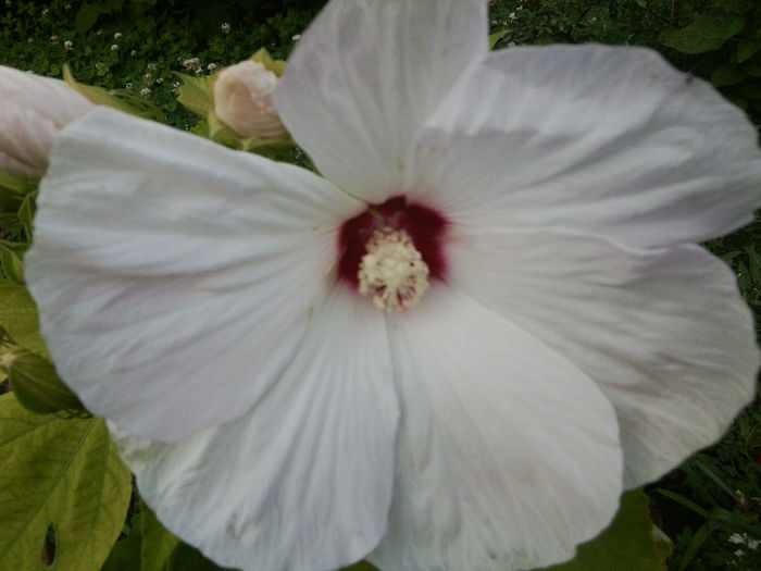 Fotografie3394 - hibiscusi 2013-1