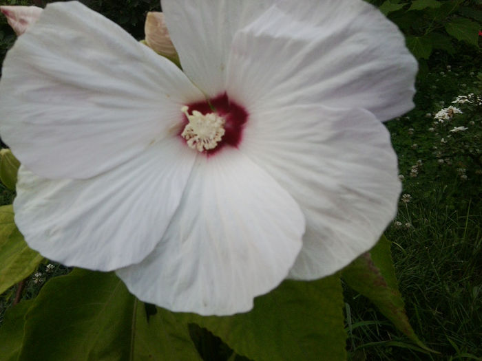 Fotografie3396 - hibiscusi 2013-1