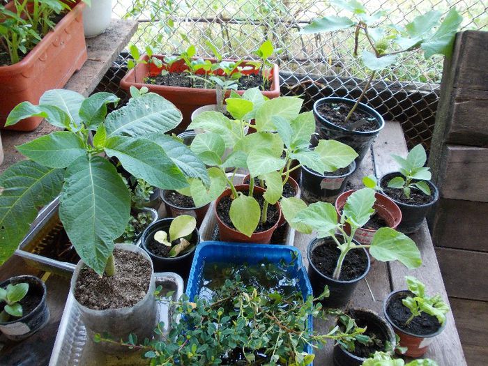 DSCN1691 - brugmansia si datura
