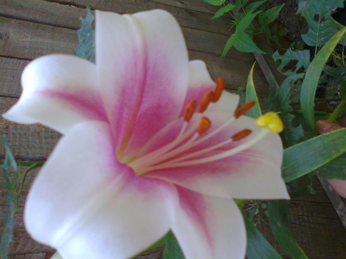 Fotografie0484 - CRINI