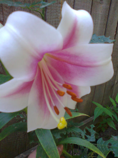 Fotografie0484 - CRINI